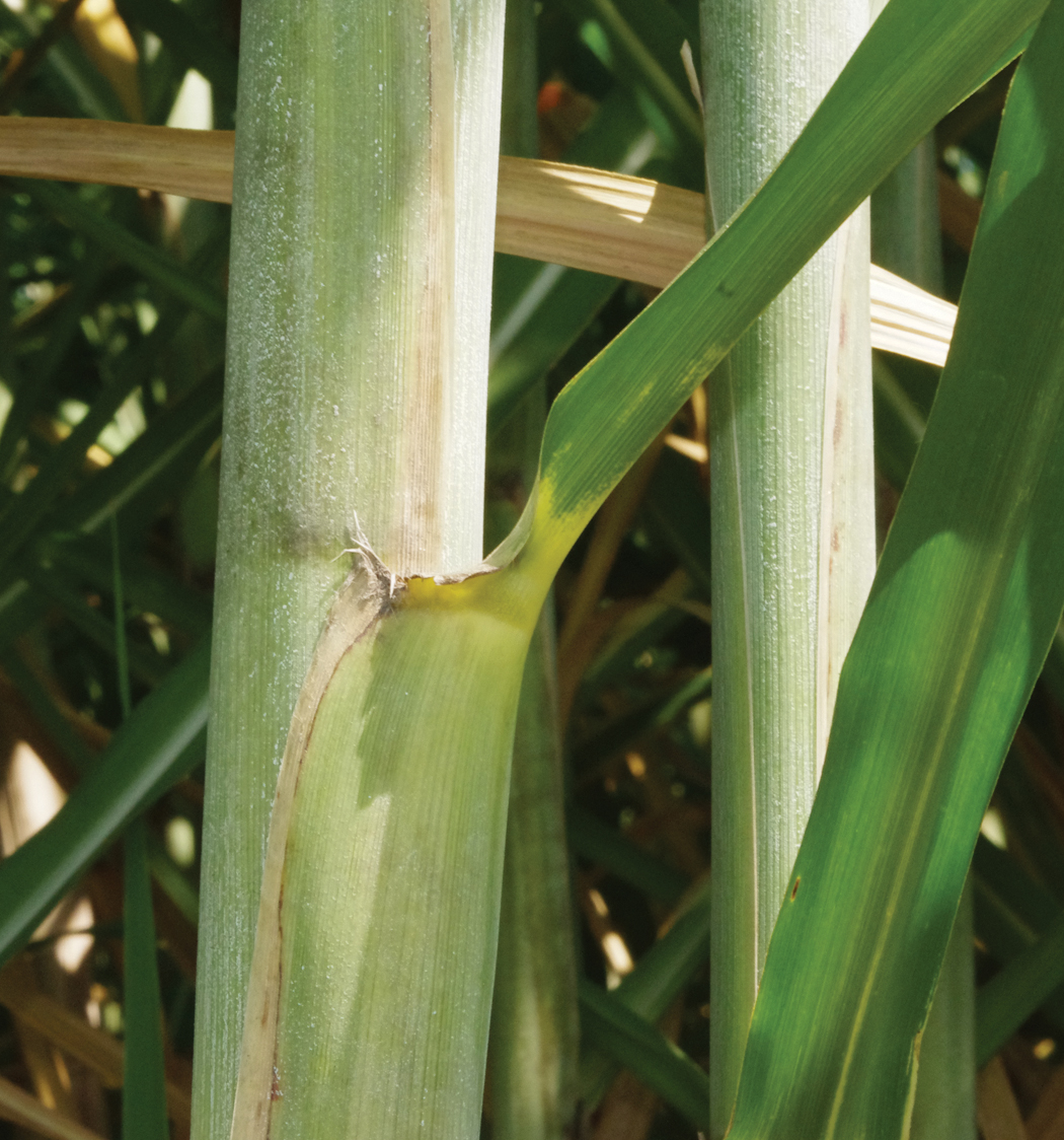 Distinguishing characteristics – Necrotic leaf sheath margins; cup shape leaf blade near the dewlap; distinct pointed auricle where present.